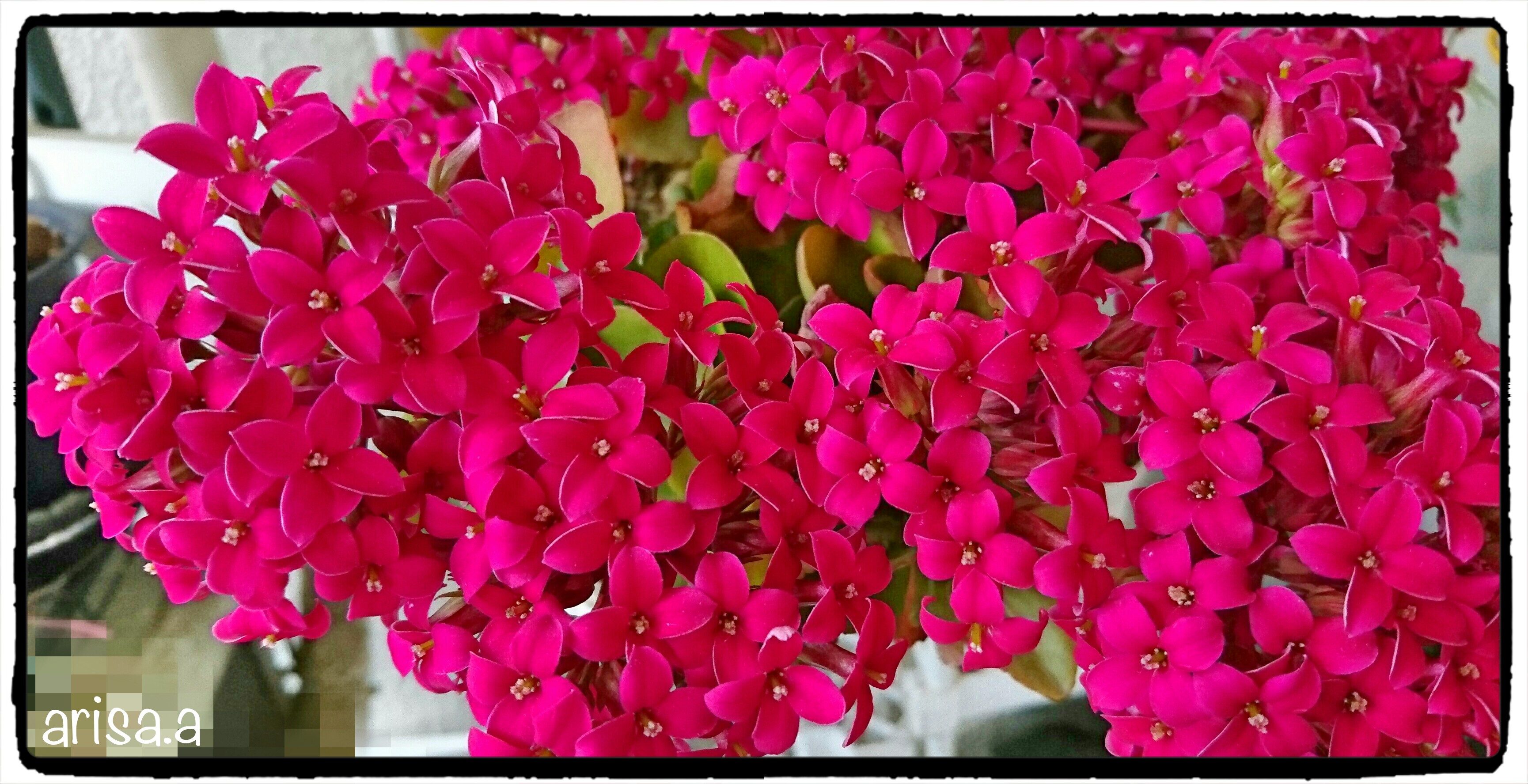 カランコエの開花