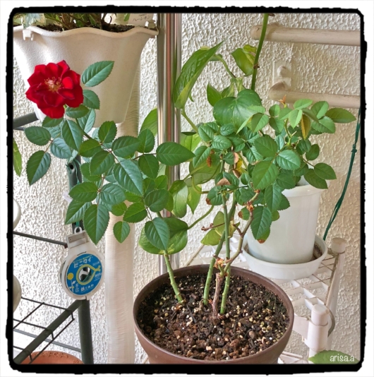 鉢植えのミニバラ