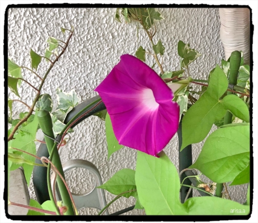 赤紫色の朝顔開花