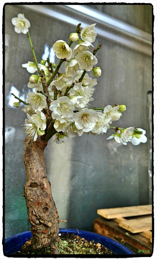 白い梅の開花