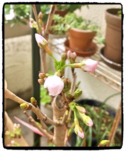 鉢植えの桜の蕾